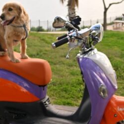 Lavanta.Ride: В Анталии открывается новый проект для поминутной аренды и инвестиций в скутеры для передвижения по городу